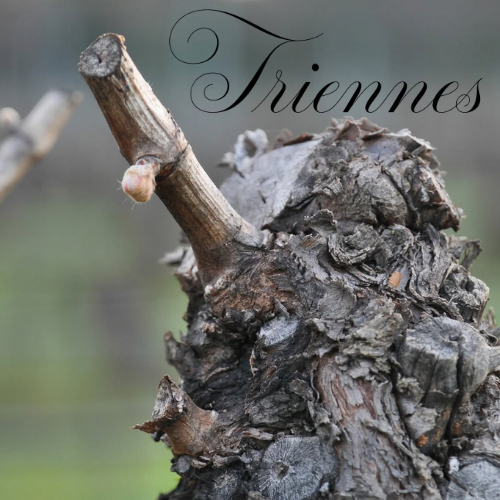 Domaine de Triennes