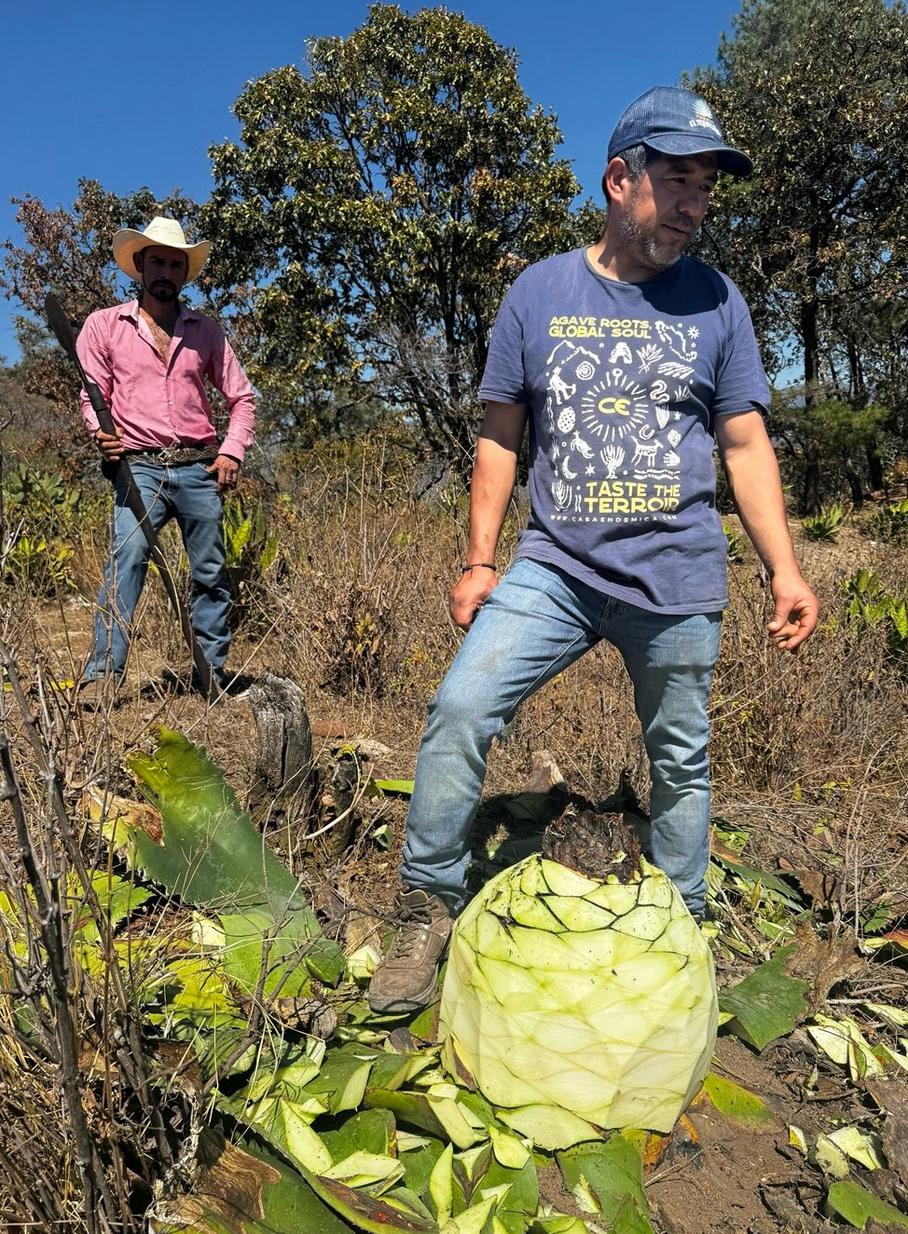 CAMINITOS