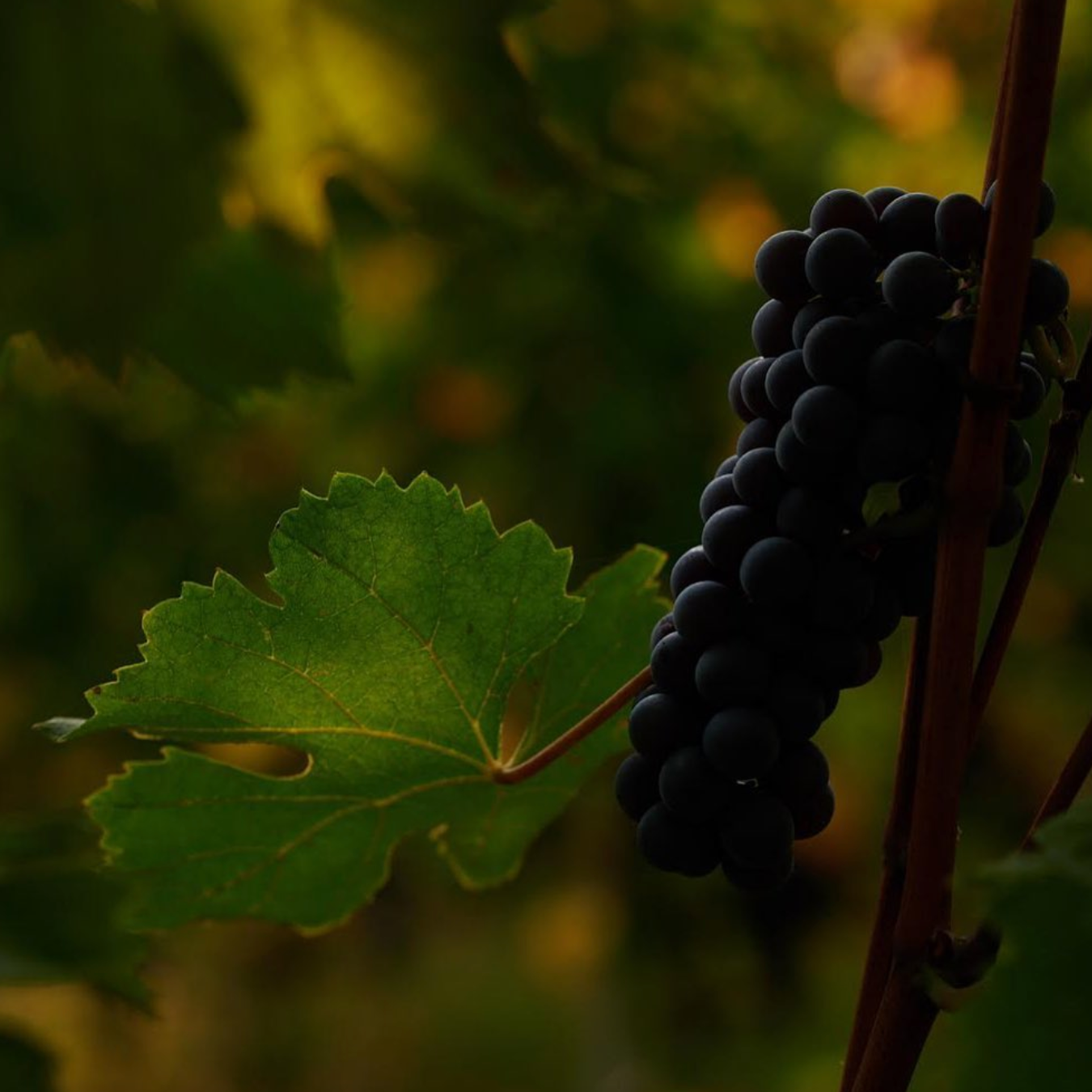 BARBARESCO for DAD