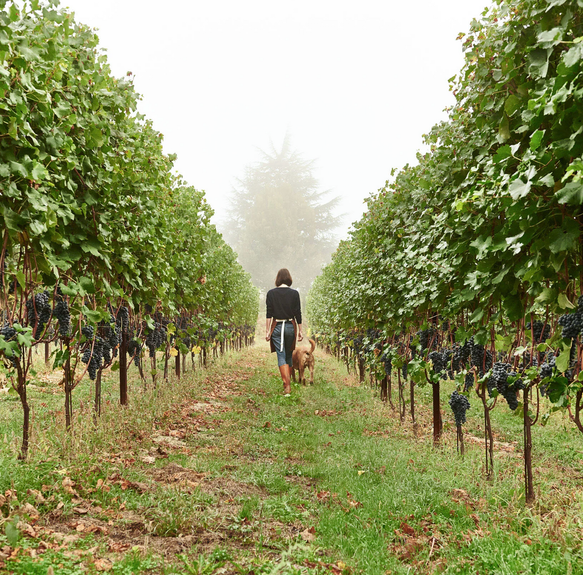 The Barolo Direct Import Offer, Fall 2026