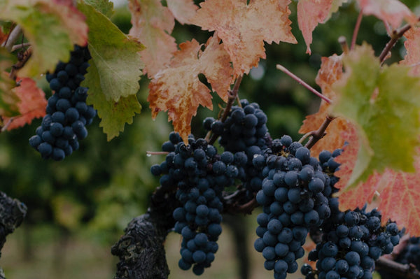 Domaine Thévenet et fils 'Le Clos' Bourgogne Rouge, 2022